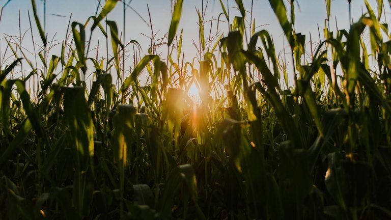 Proper Cattle Manure Management An Asset In Farming Agdaily