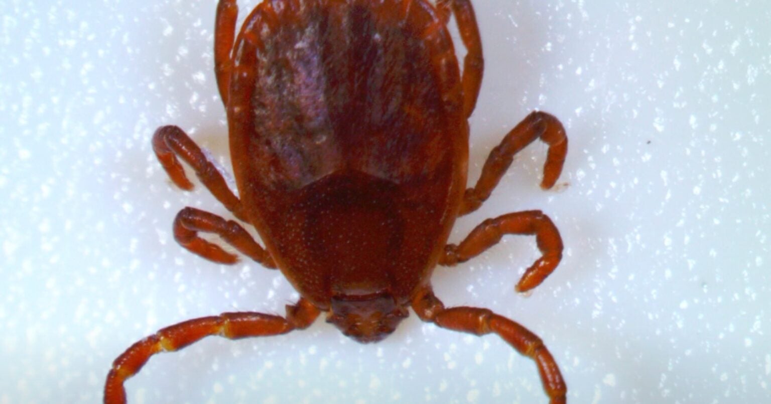 Cdc Reports Asian Longhorned Ticks Spread To U S States Agdaily