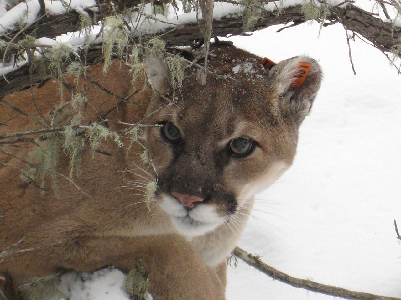 Livestock safe from preying mountain lions? | AGDAILY