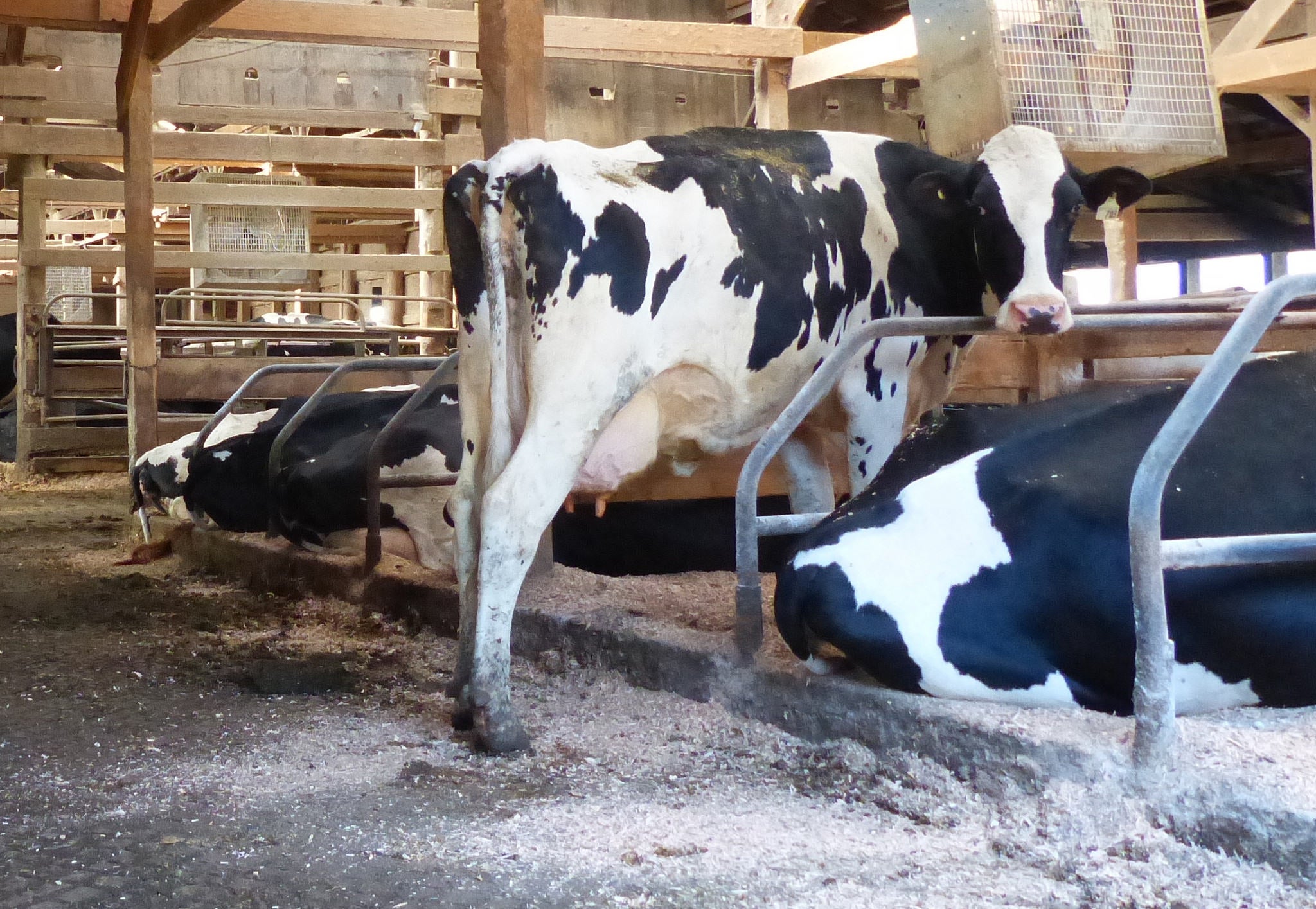 Mastitis: Consider a pathogen-based approach | AGDAILY