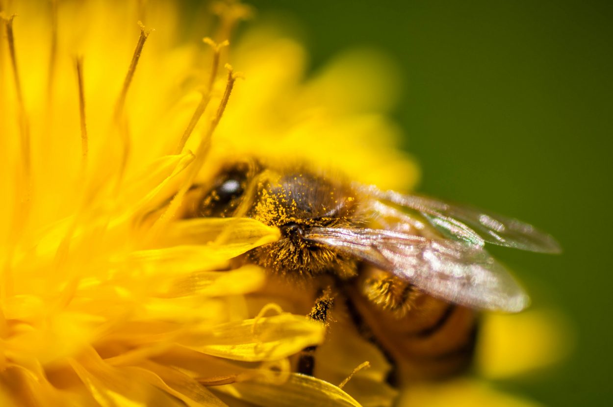 Honey bees are making less honey; Penn State study has clues | AGDAILY