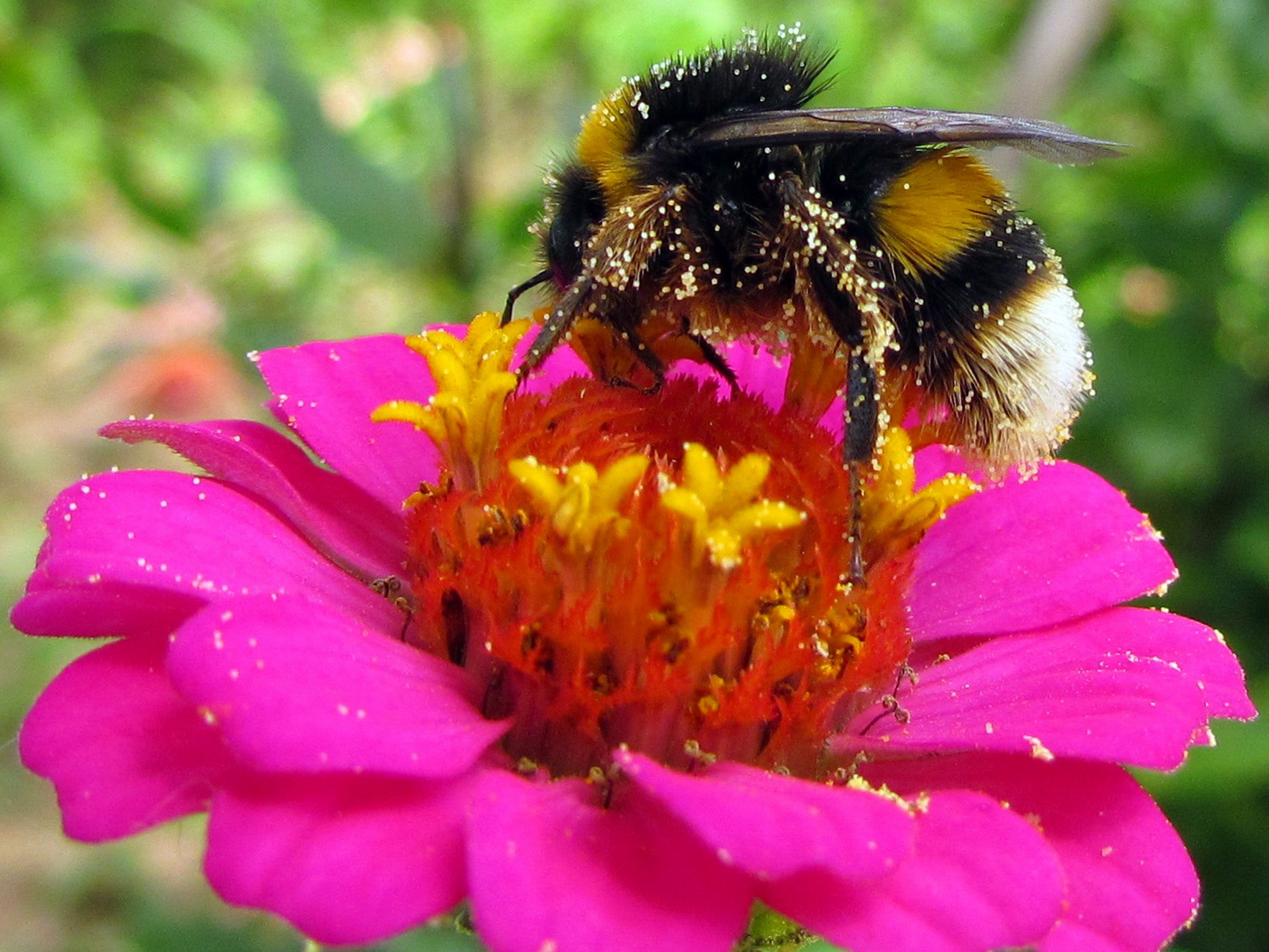 Syngenta initiative paves the way for pollinator conservation | AGDAILY