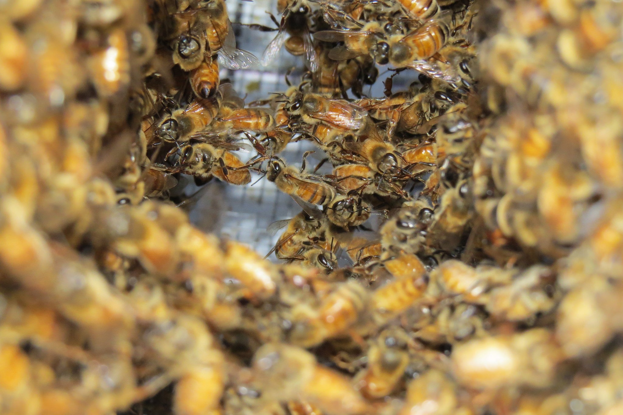 Bayer Healthy Hives 2020 awards three new research grants | AGDAILY