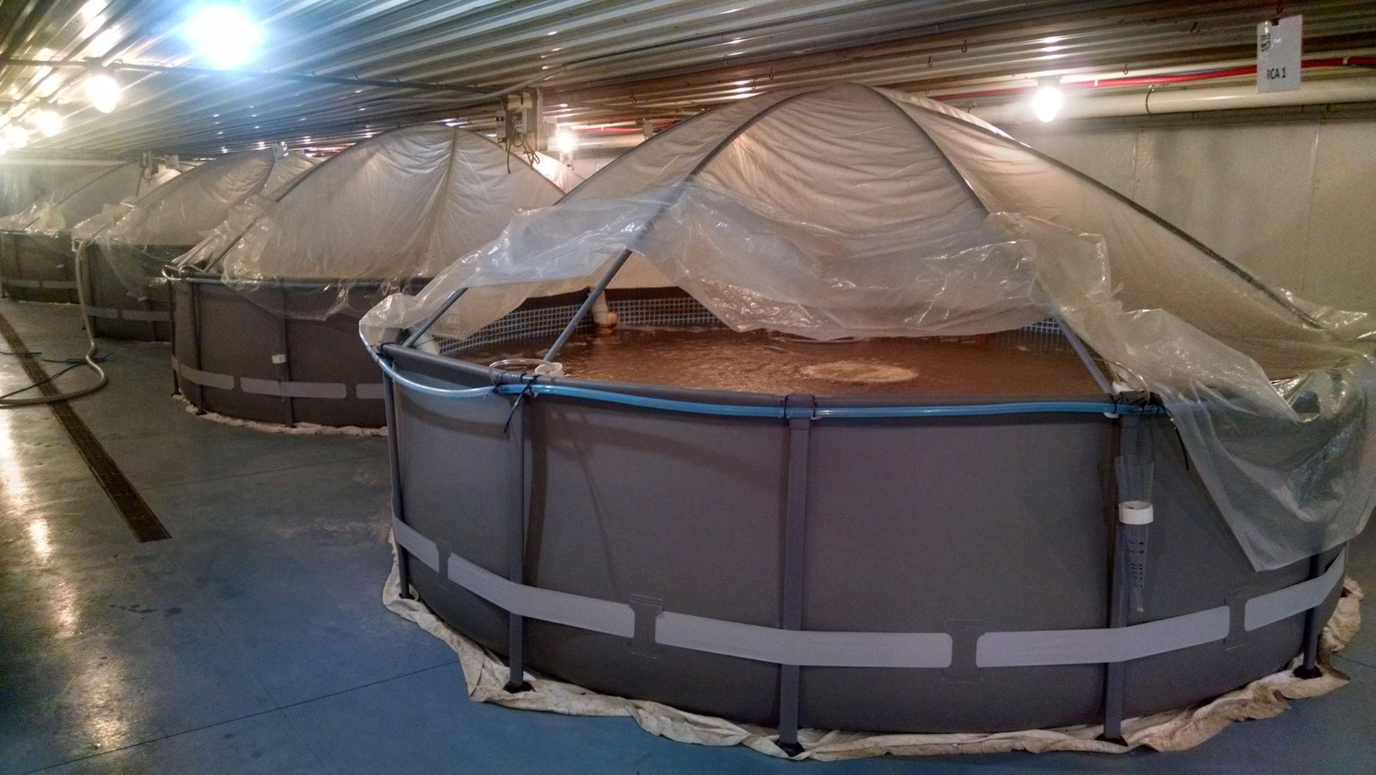 Nebraska farm finds empty swine barn a fit for shrimp farming | AGDAILY