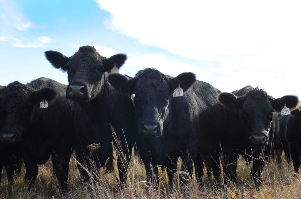 Which Us State Has The Most Beef Cattle