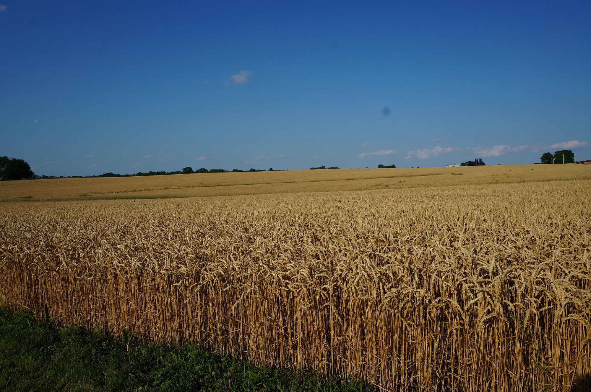 Drought protection? Crops need thick layer of leaf wax | AGDAILY