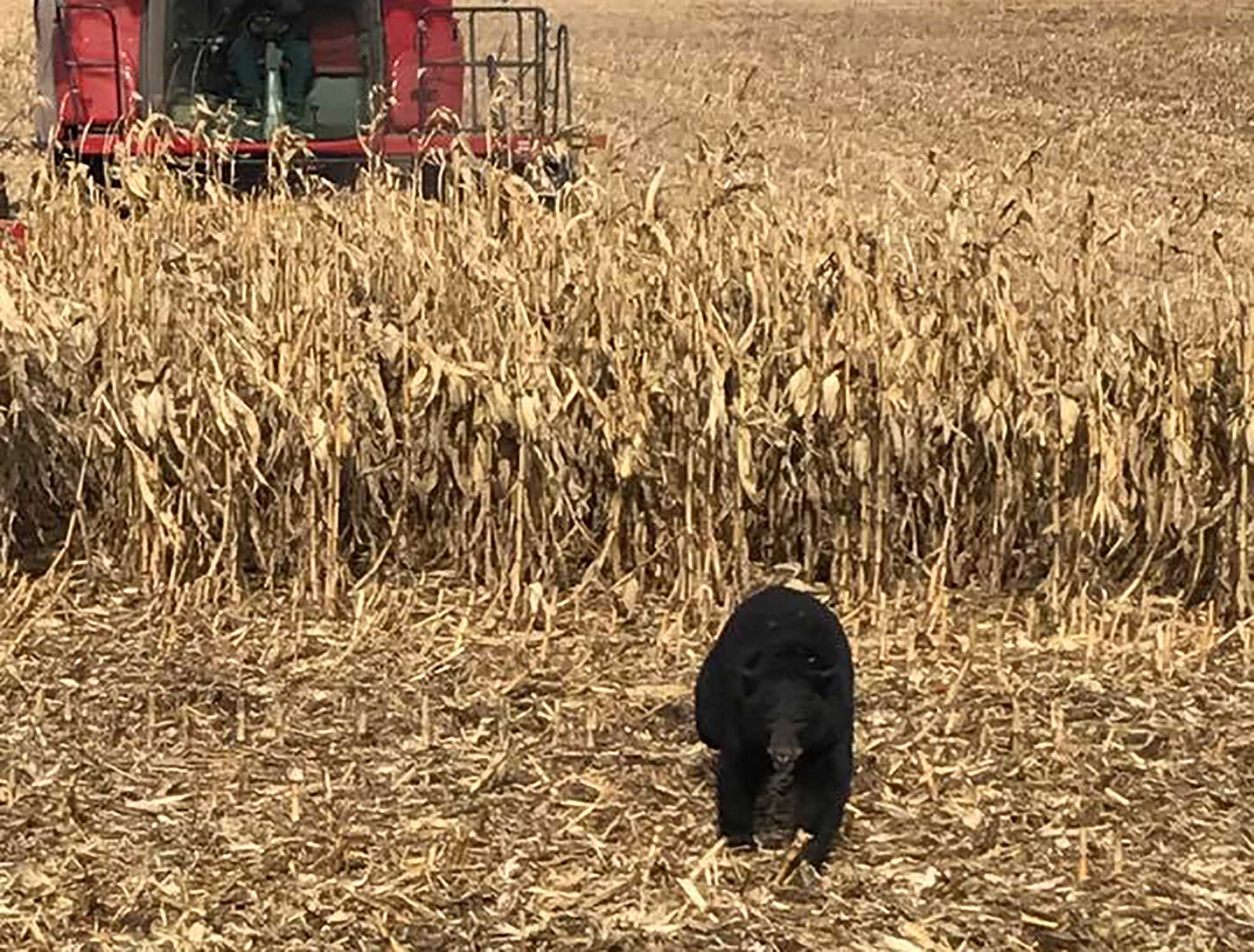 Black bear startles Iowa farmer in his fields | AGDAILY