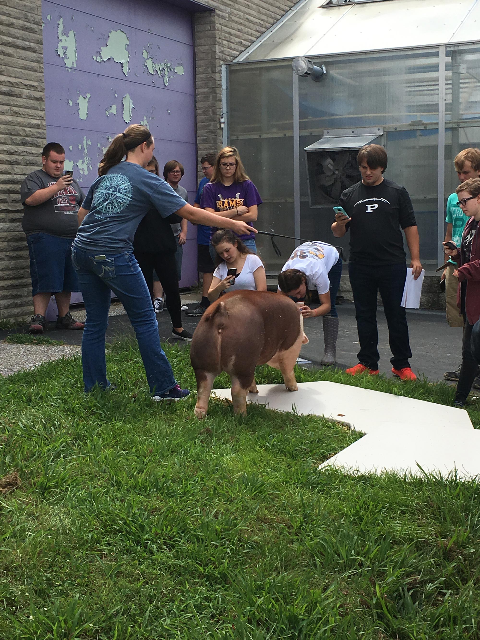 Indiana FFA chapter teaches ag from piggy to plate | AGDAILY