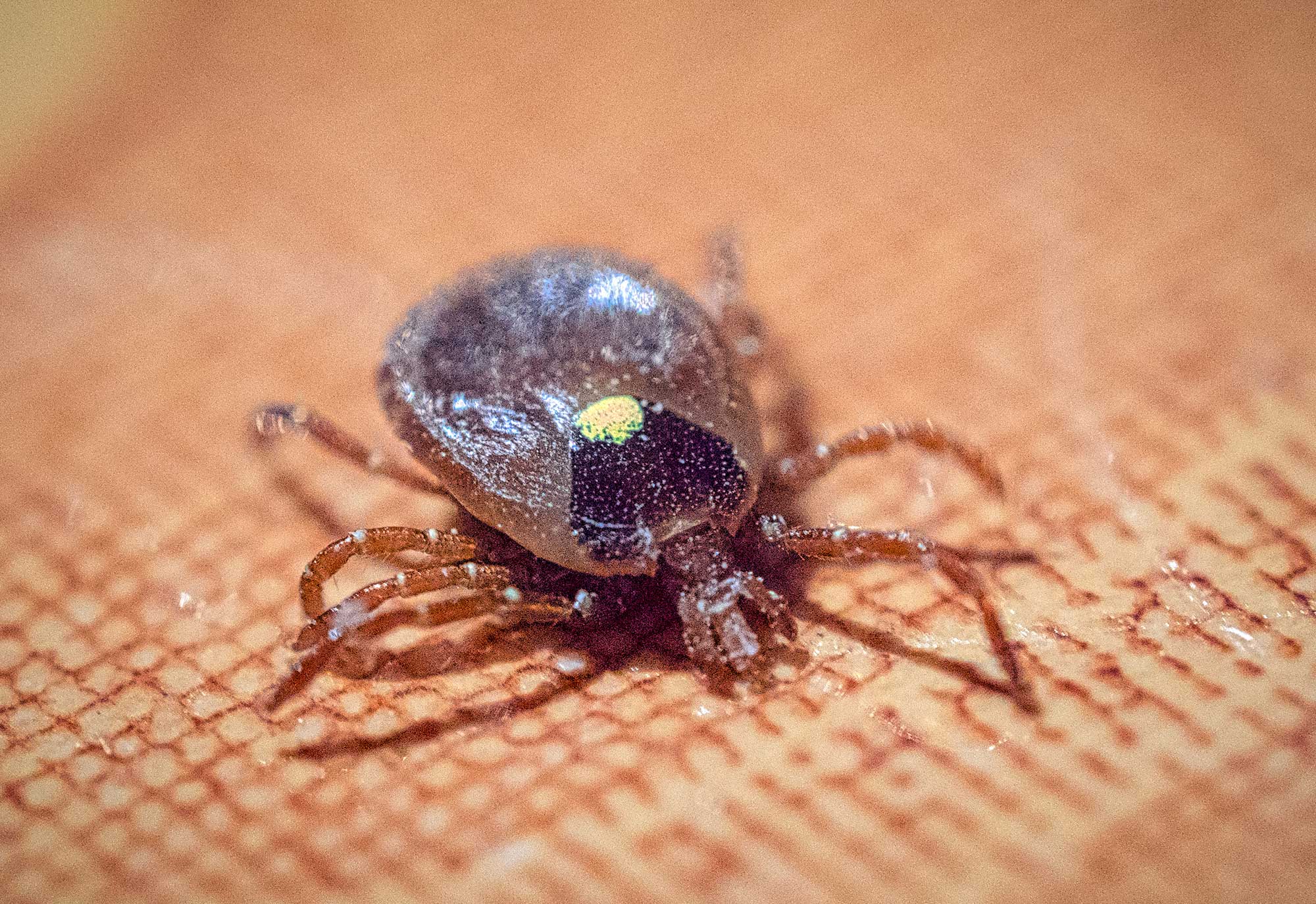Ticks Diseases and prevention of this appalling arachnid AGDAILY