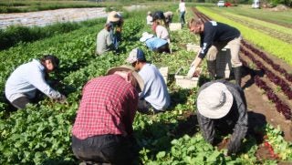 organic farm