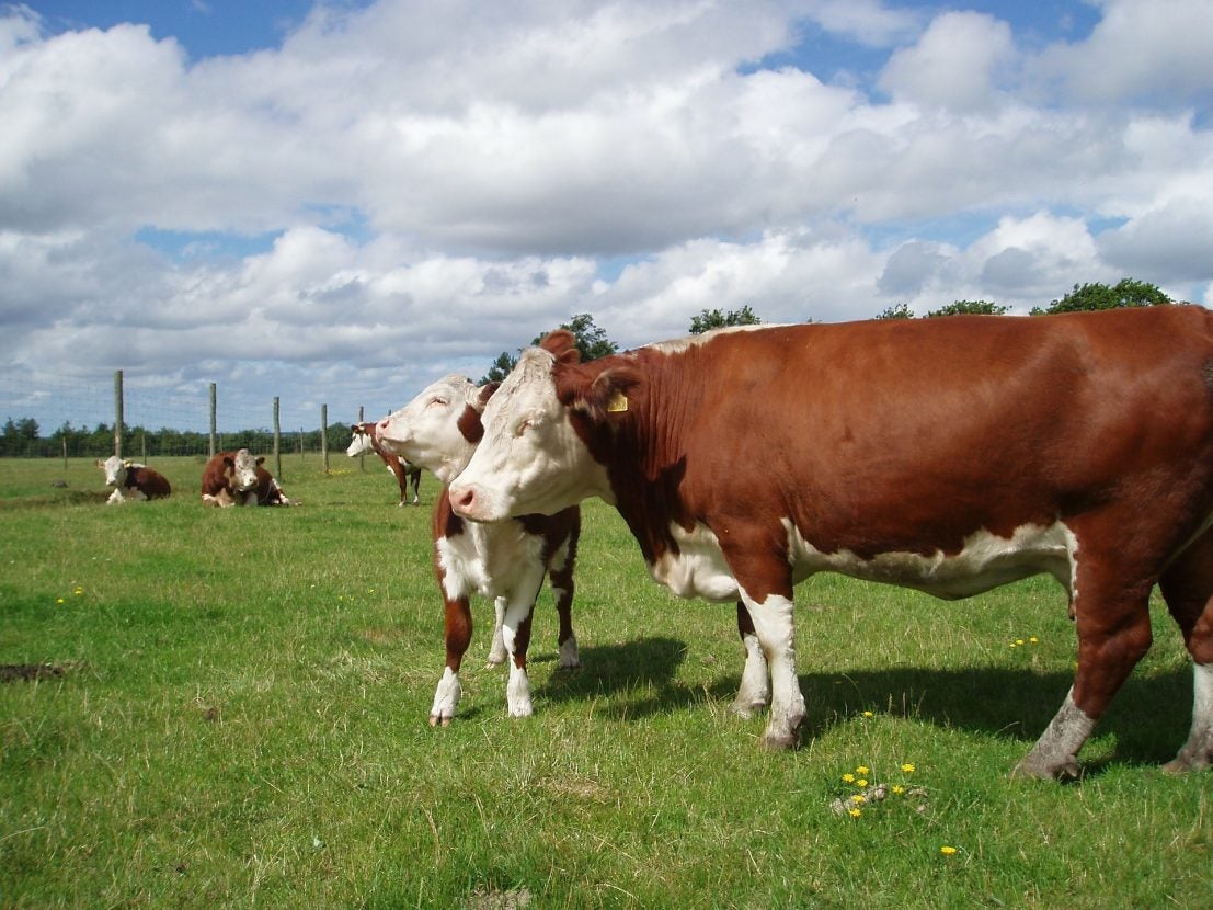 10 Most Popular Beef Cattle Breeds In The United States Agdaily