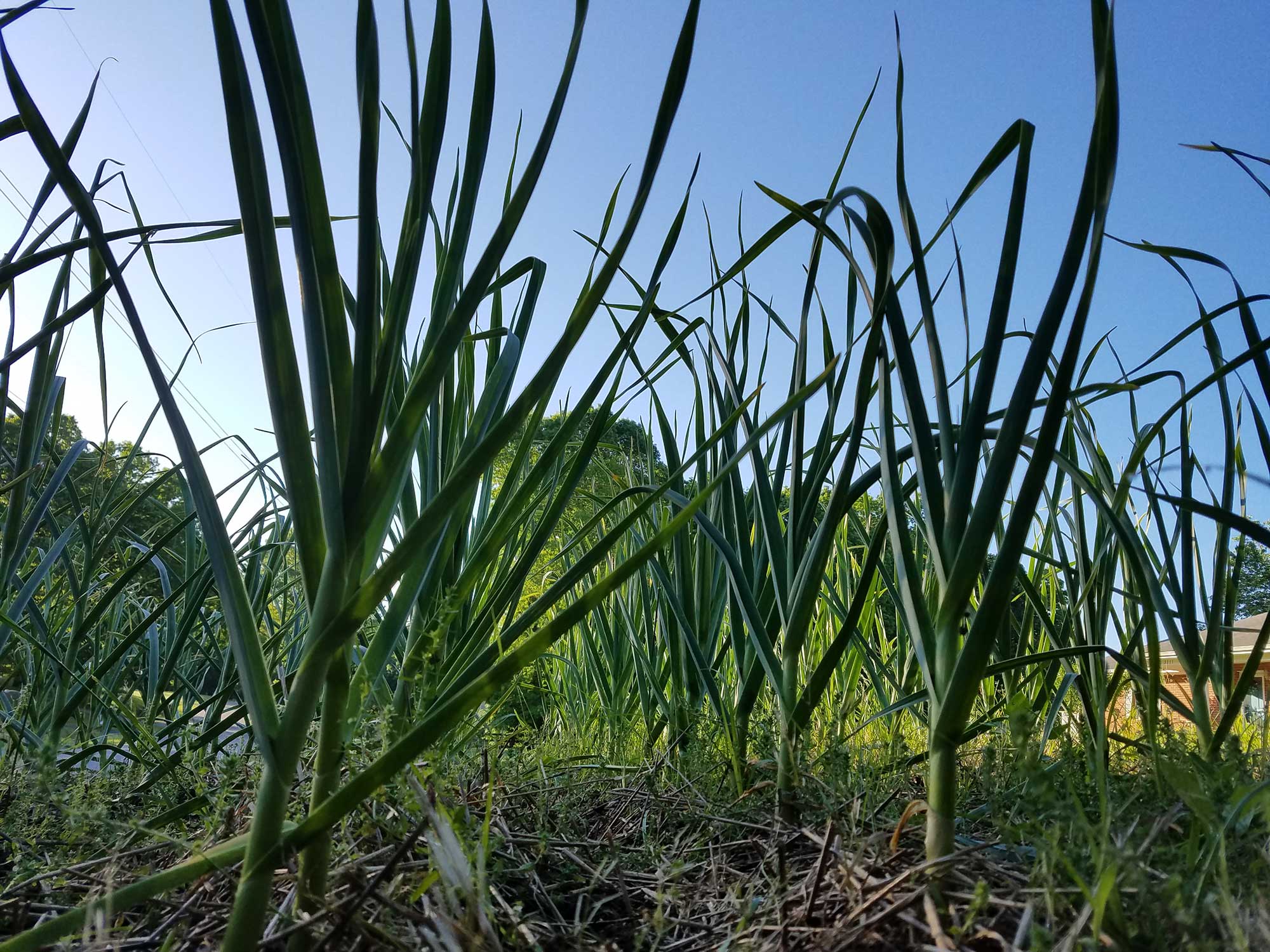 This is how harvesting garlic works AGDAILY