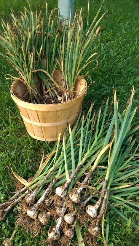 This is how harvesting garlic works | AGDAILY