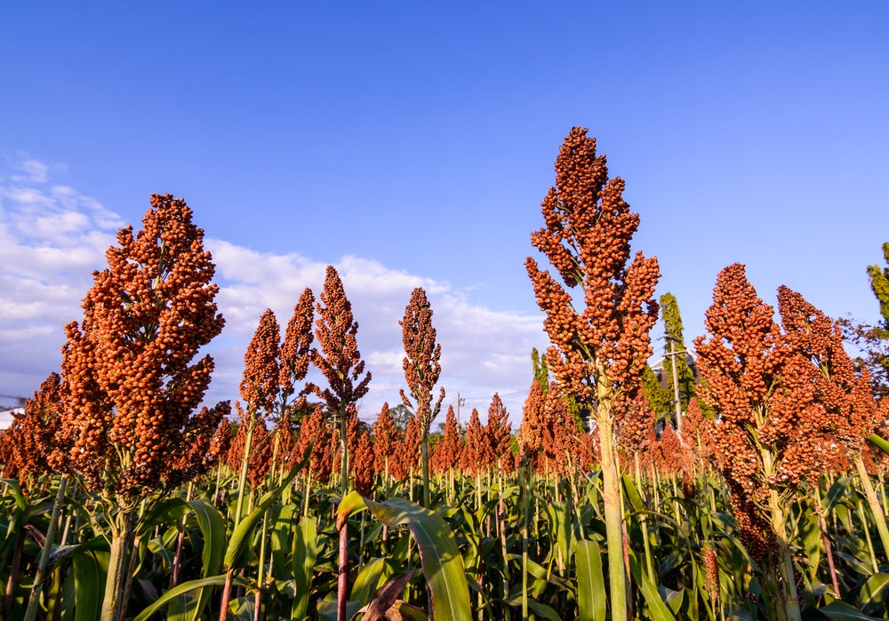 National Sorghum Producers announce yield contest winners | AGDAILY