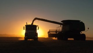 harvest season