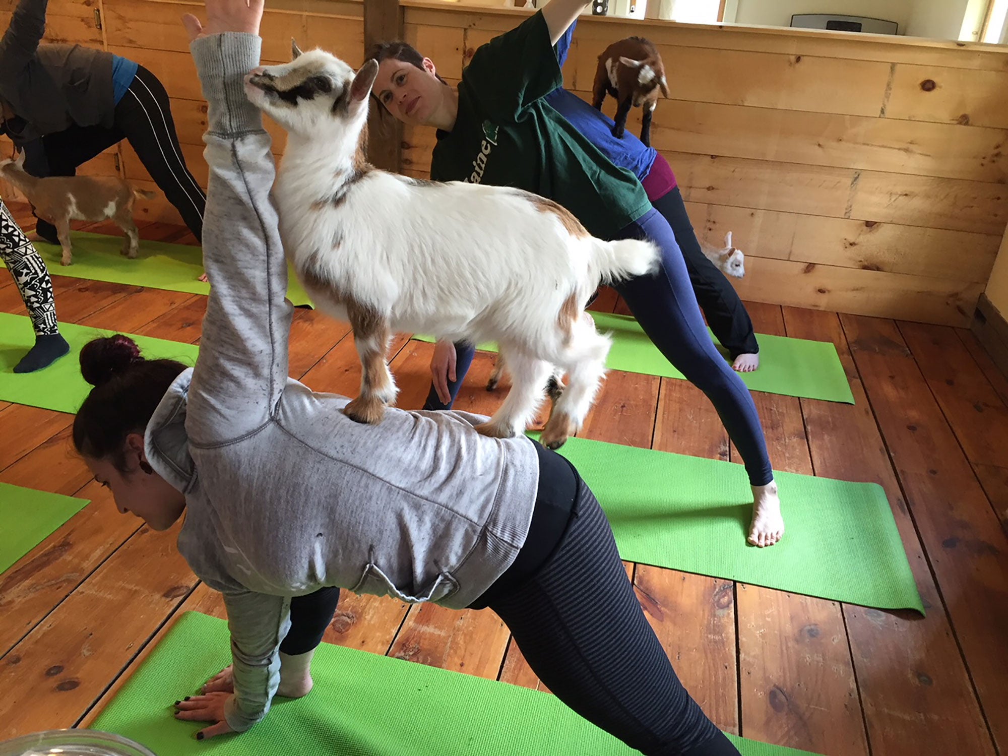 Goat yoga The quirky way to connect with farm life AGDAILY
