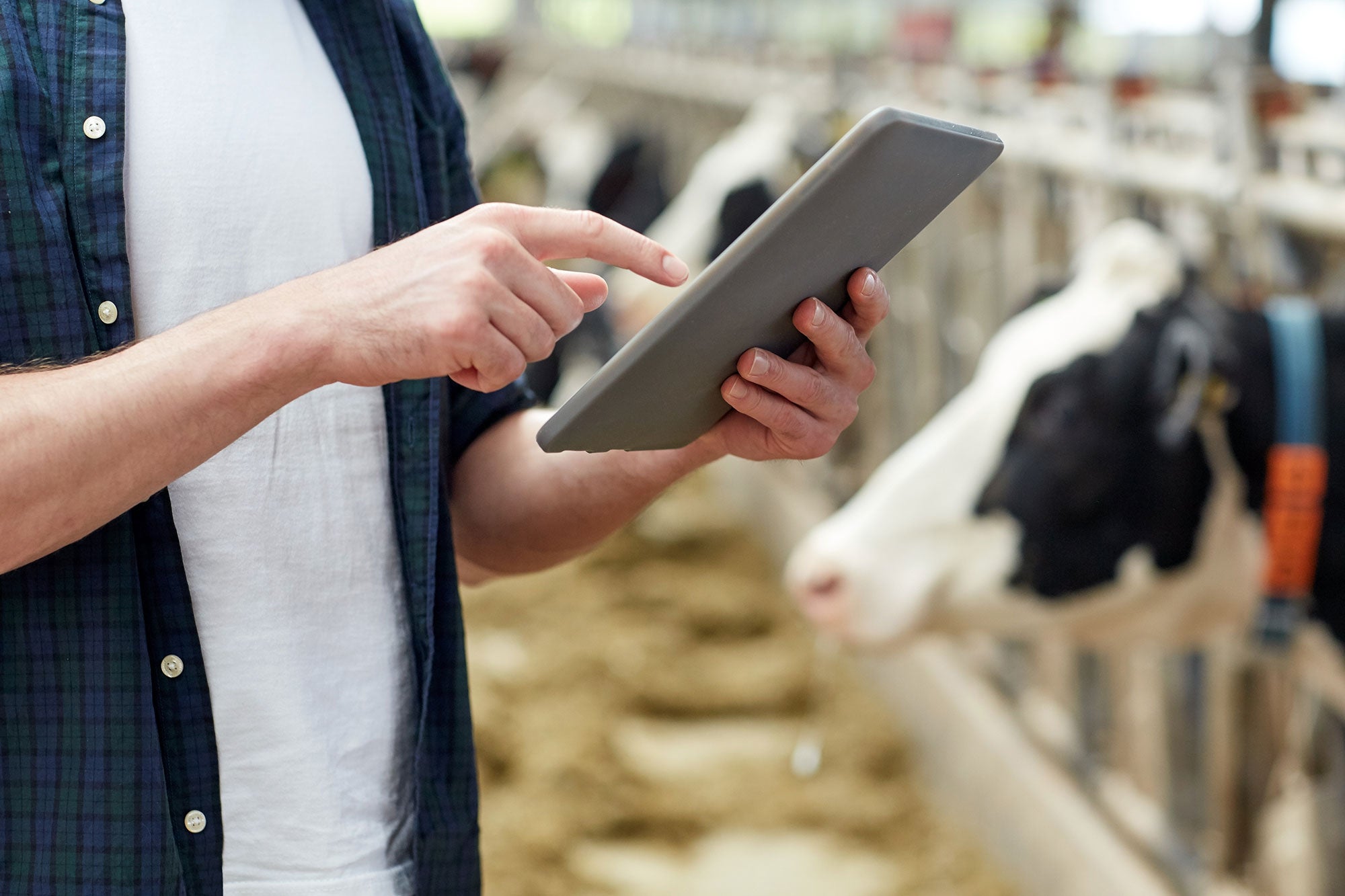 Dairy Farmers of America invest in artificial intelligence AGDAILY