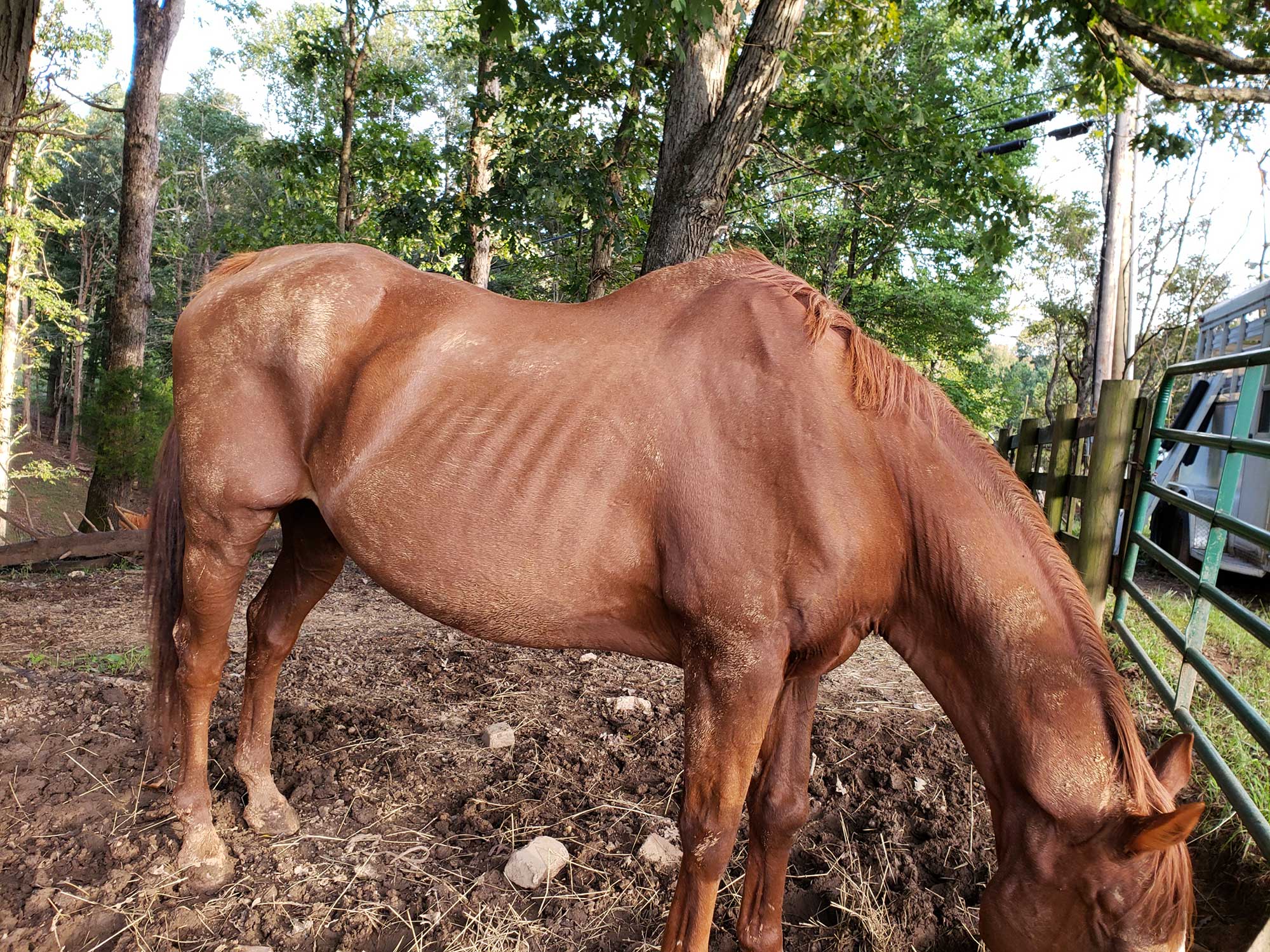 5 reasons your horse is losing weight AGDAILY