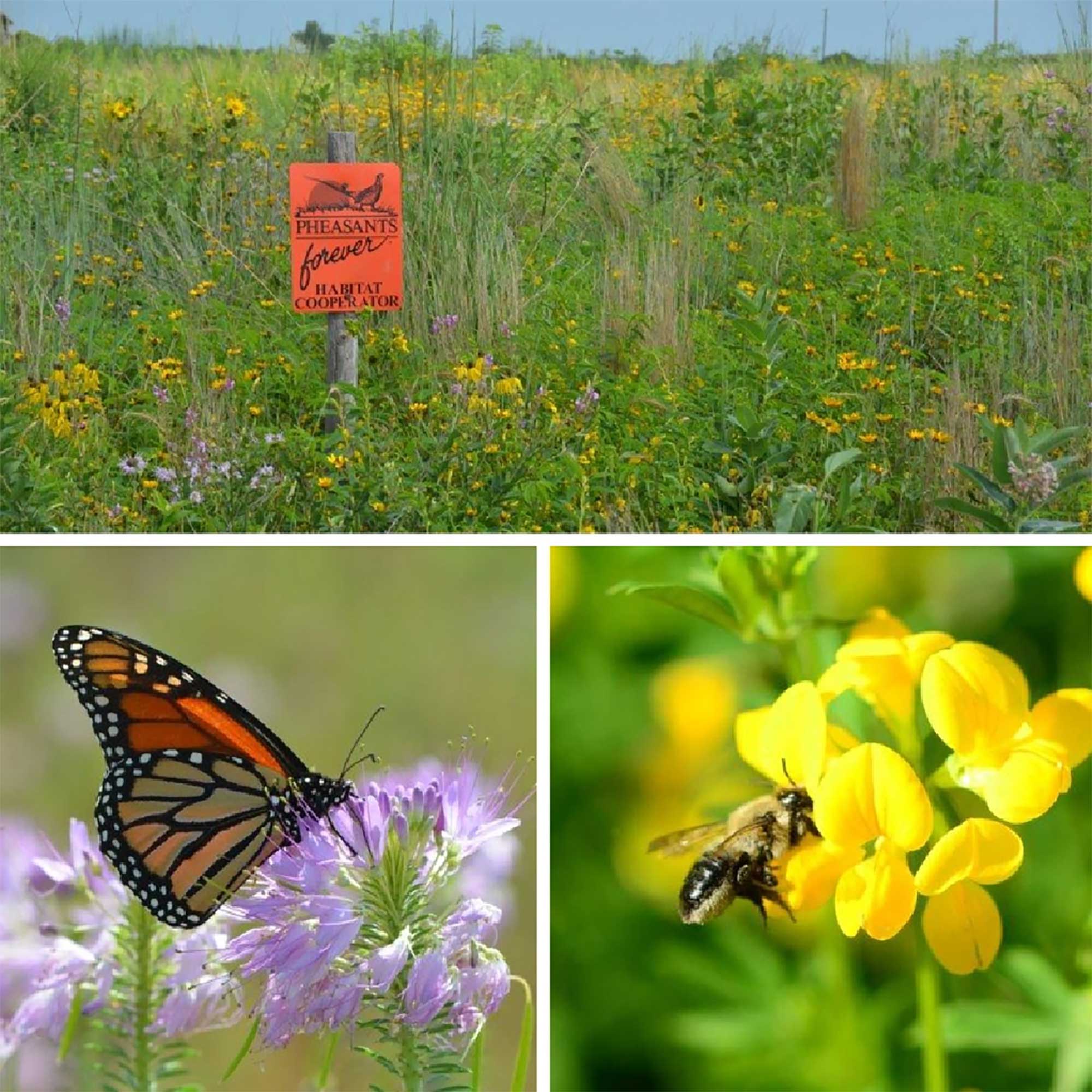  pollinator habitat