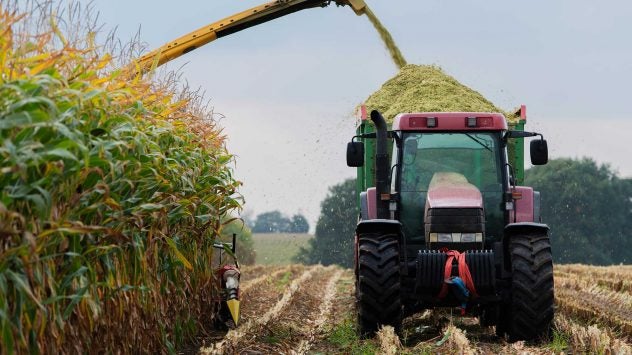 corn silage