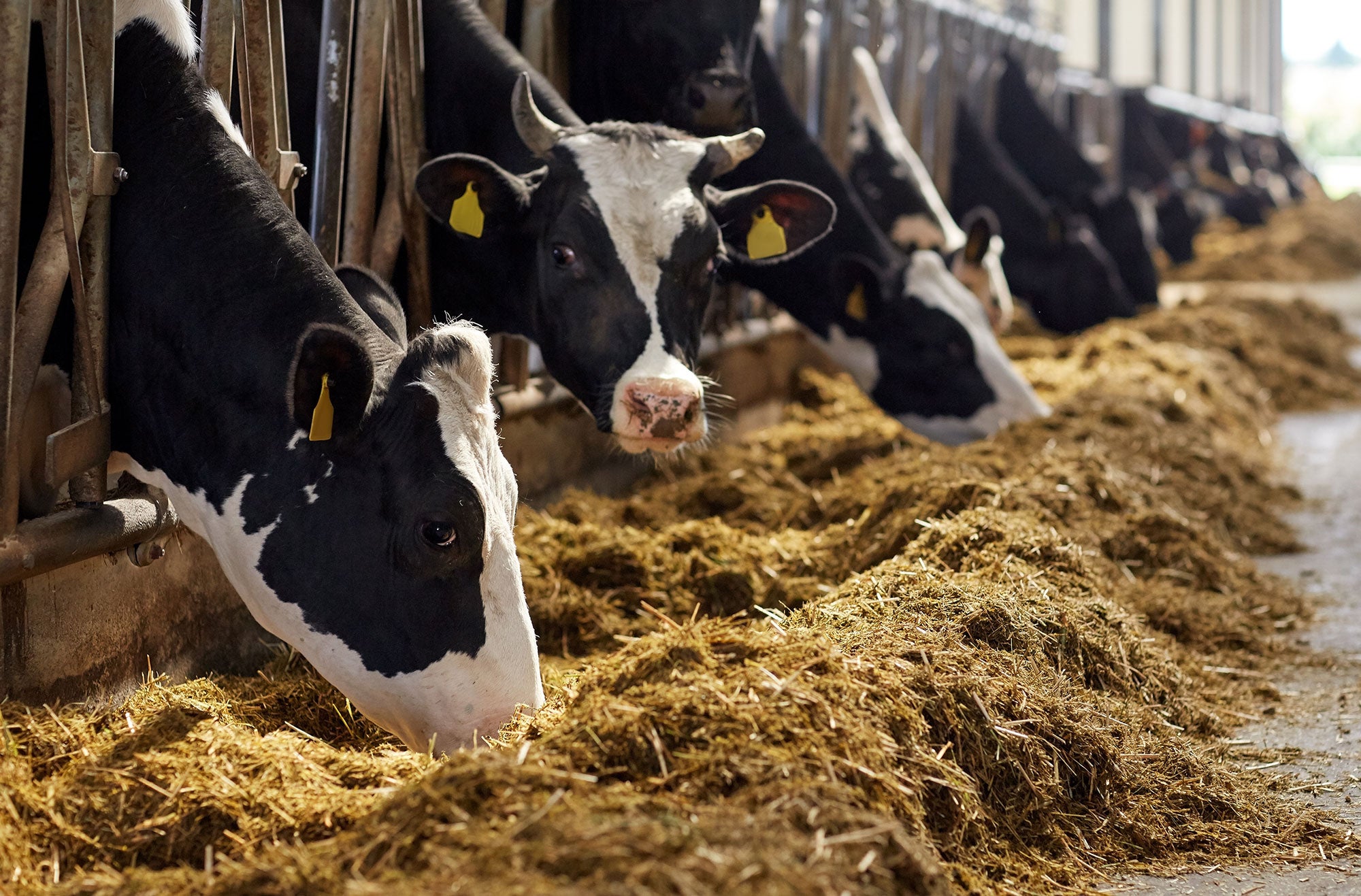 Dairy Farming Isn t Dying A Response To The Washington Post AGDAILY