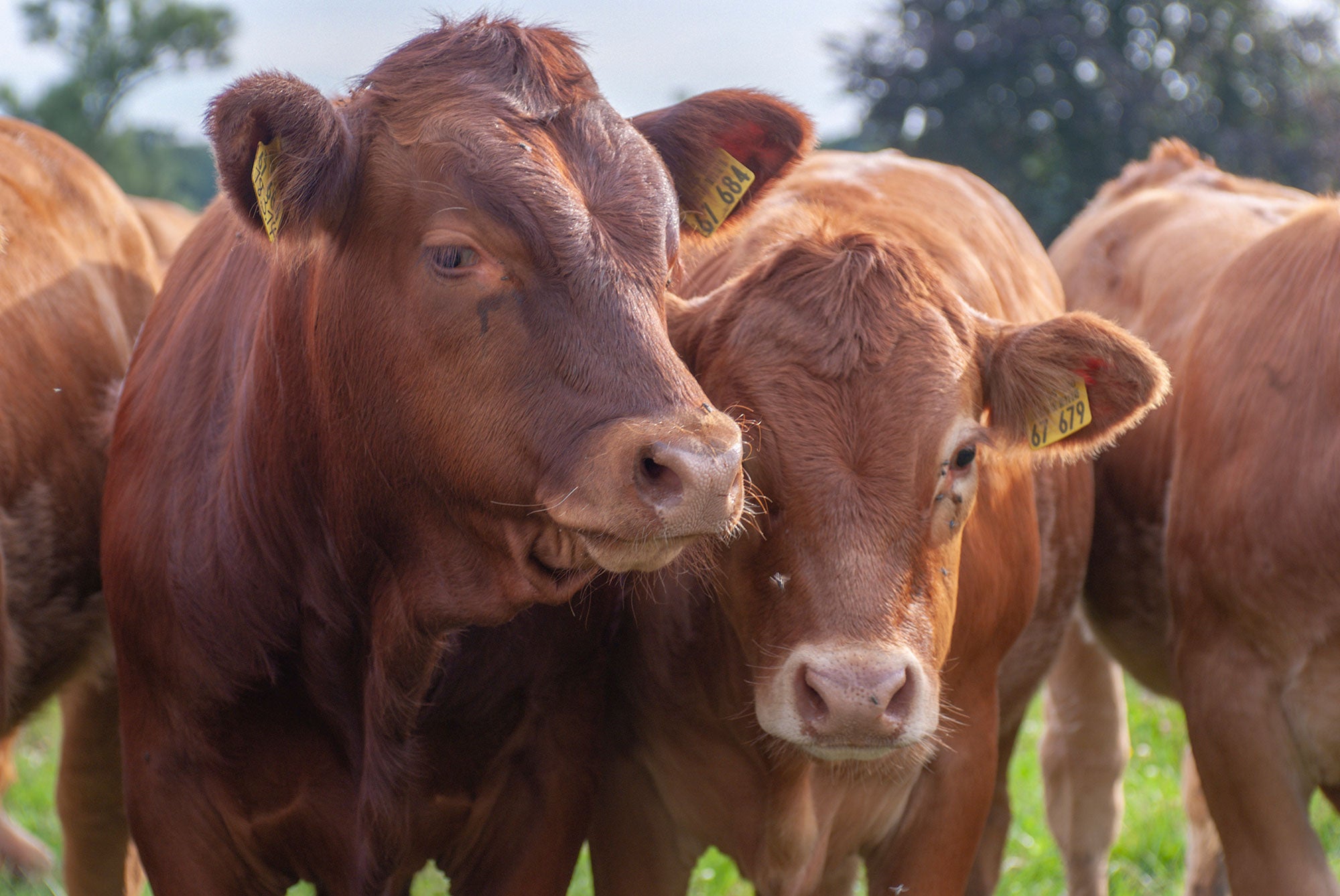 Study Shows Cattle Lifecycle Has Lower Environmental Impact AGDAILY