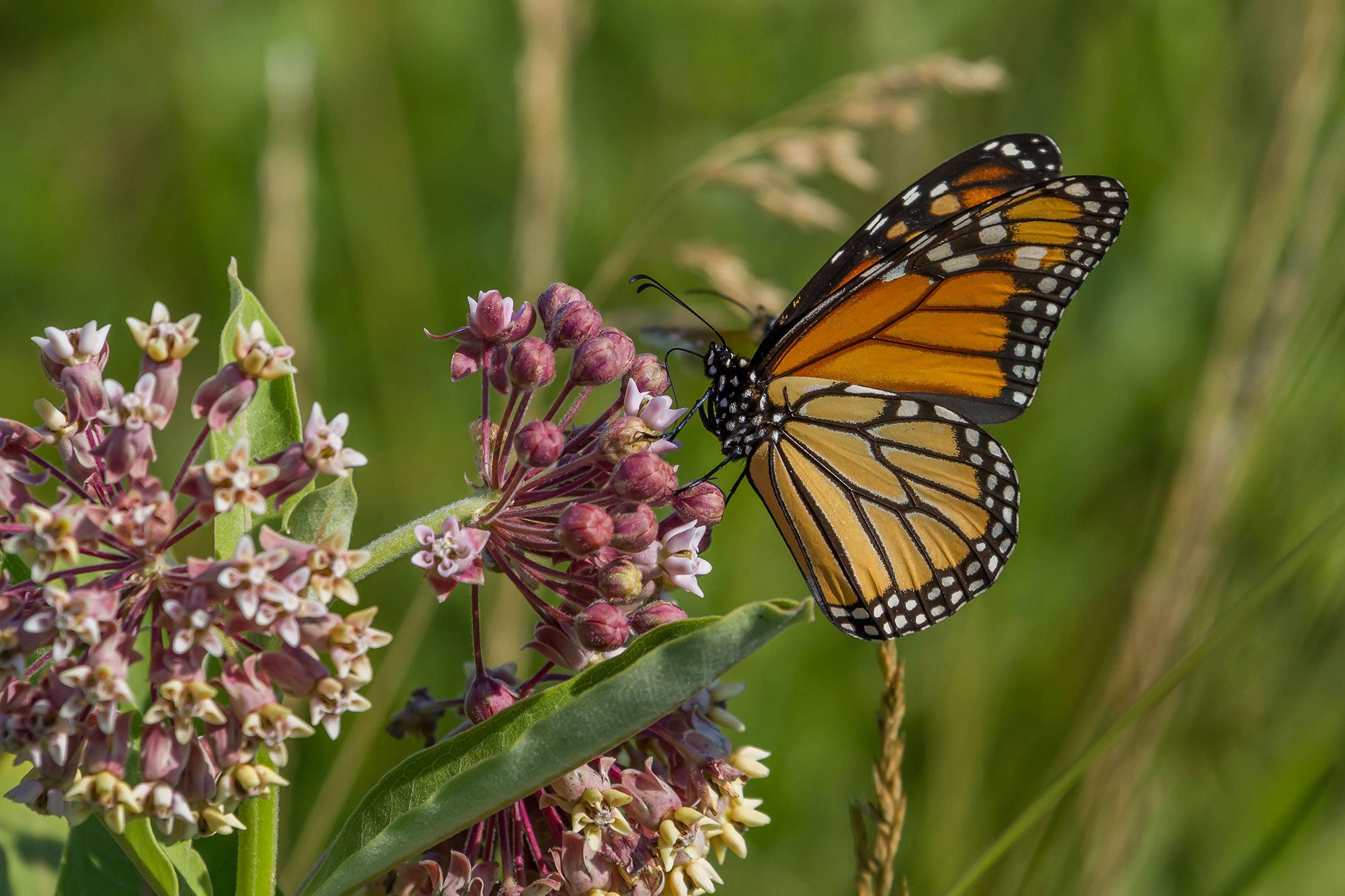 BASF kicks off fifth Monarch Challenge initiative | AGDAILY