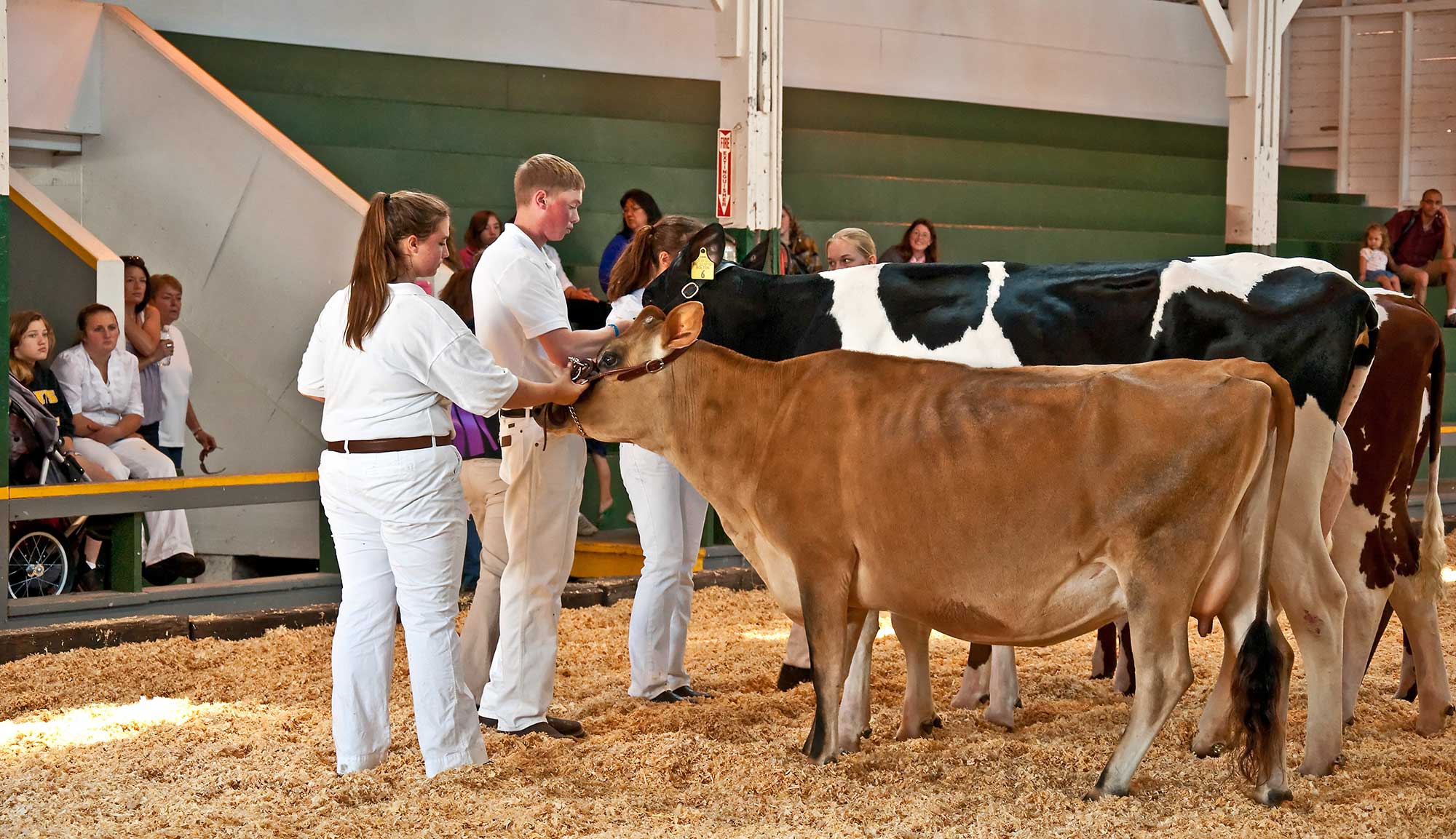 How To Keep Show Cattle Cool