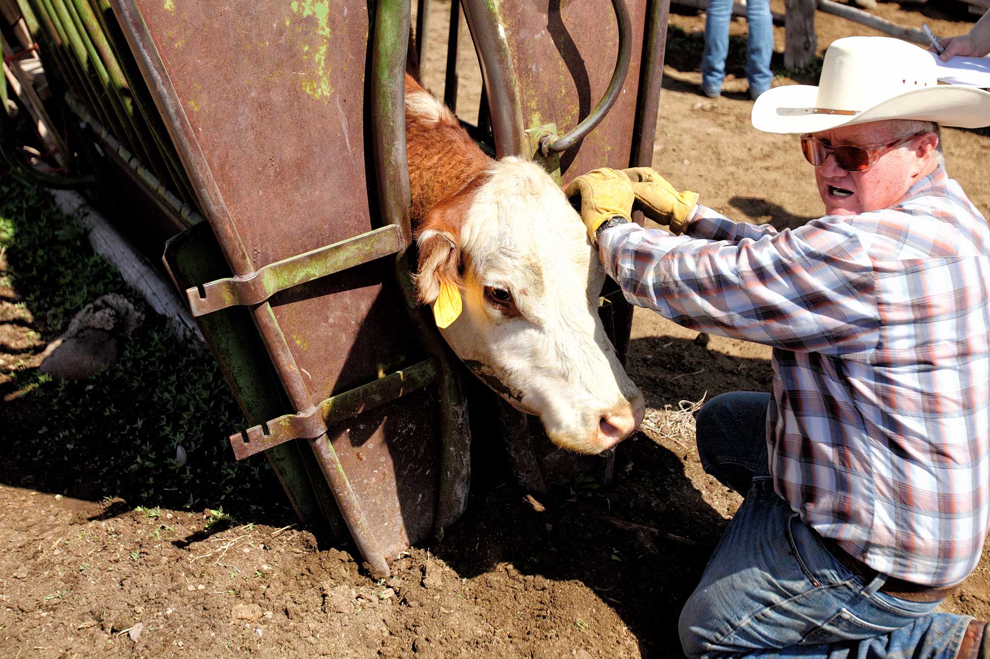 Growth Hormones Antibiotics And Vaccines In U S Cattle AGDAILY