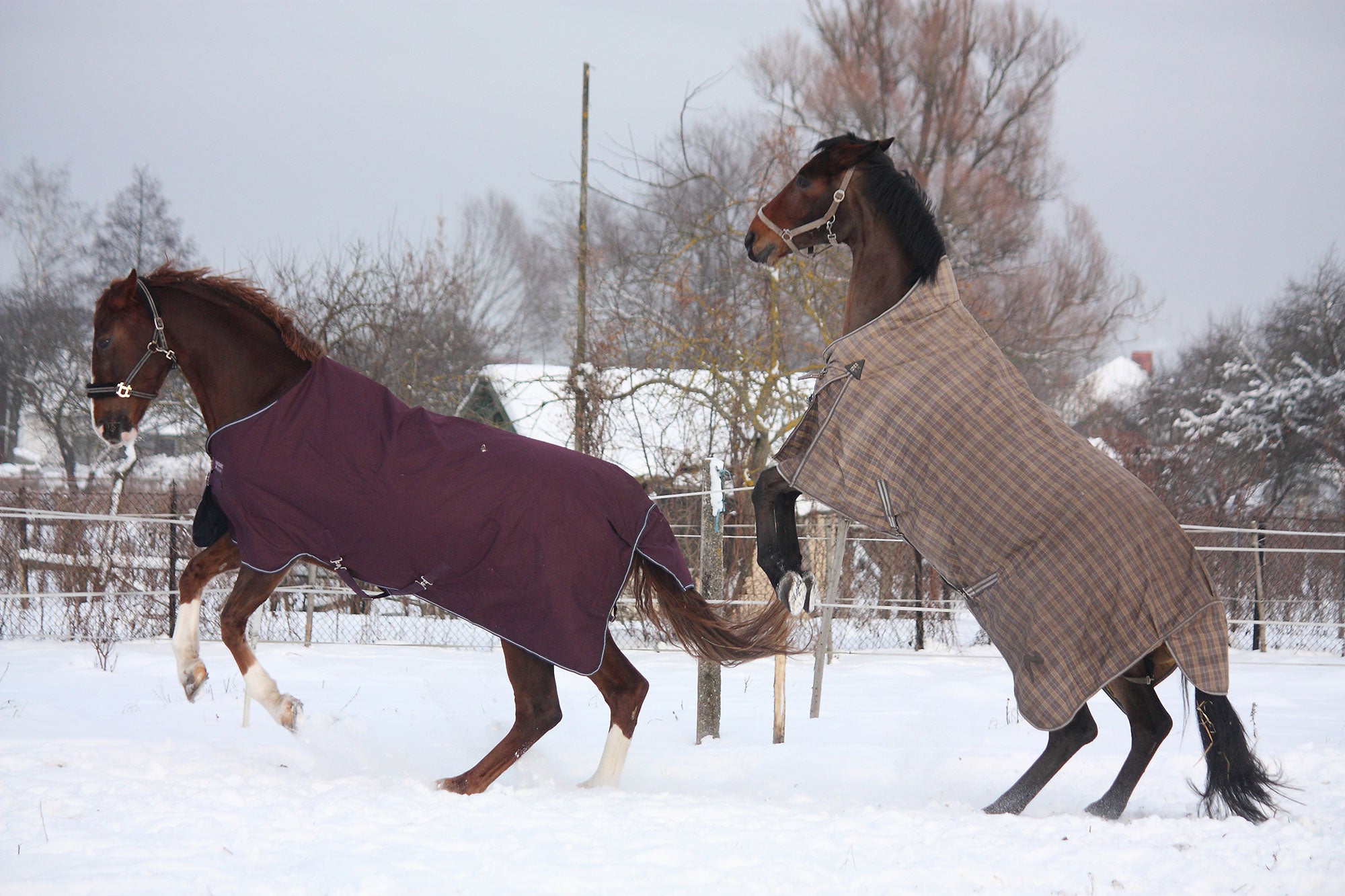 The 4 best winter horse blankets (heavy duty) AGDAILY