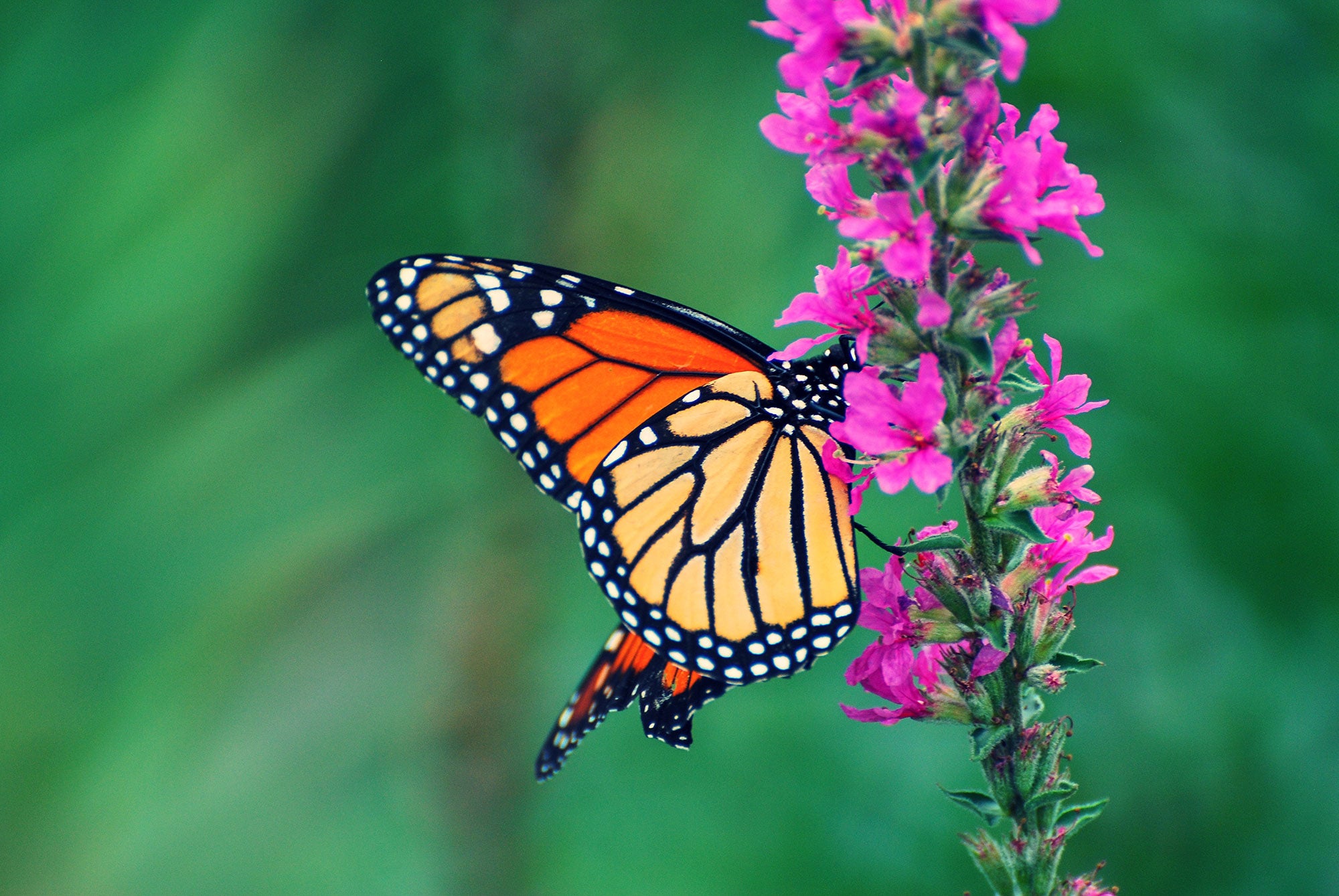 monarch-butterflies-won-t-be-listed-as-endangered-agdaily