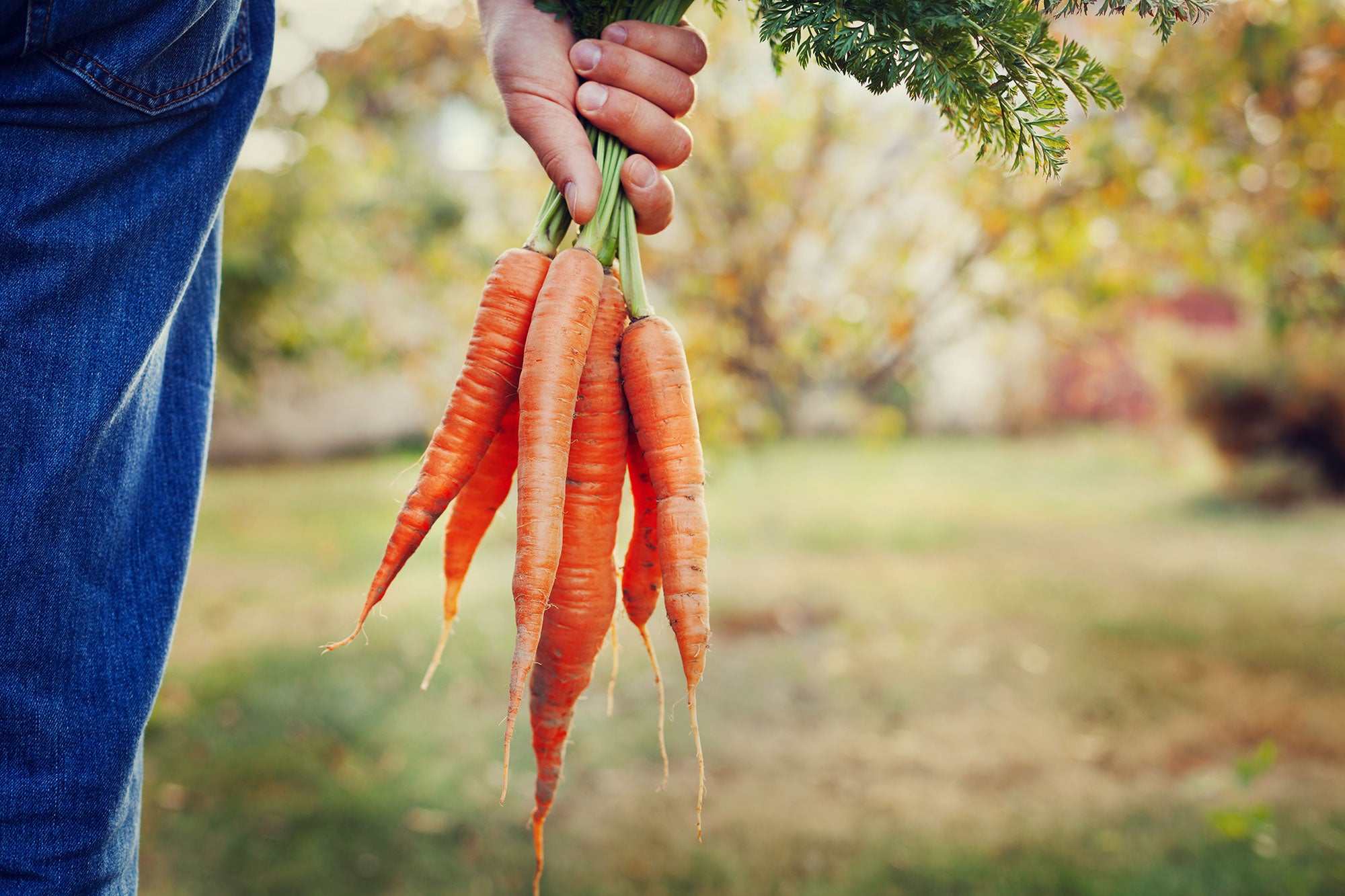 organic carrots