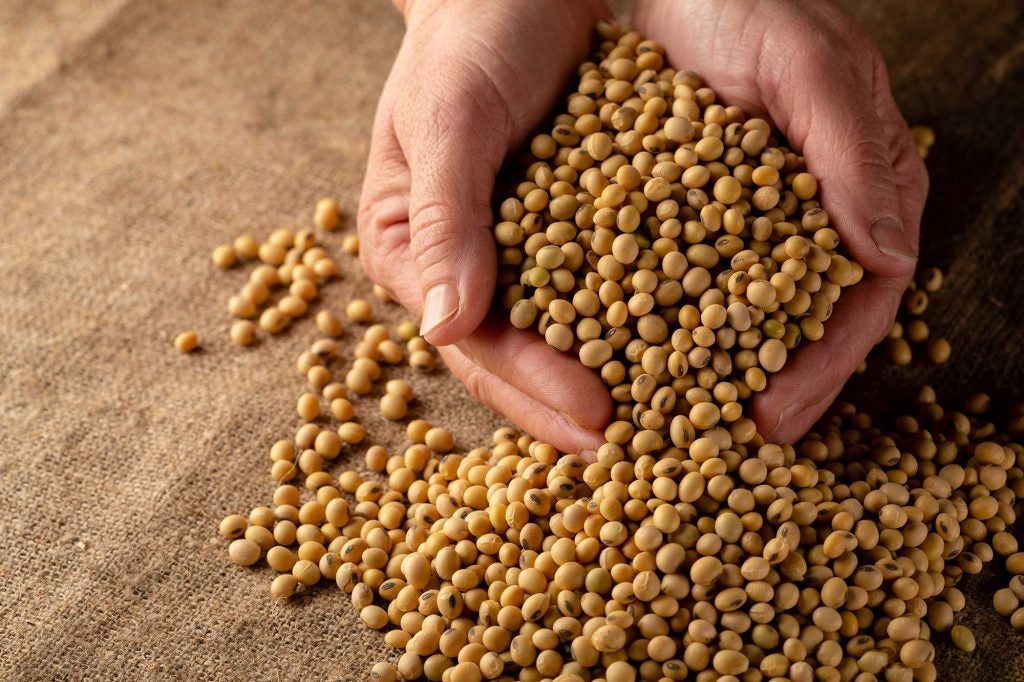 Soybean plant Facts & importance to the U.S. AGDAILY