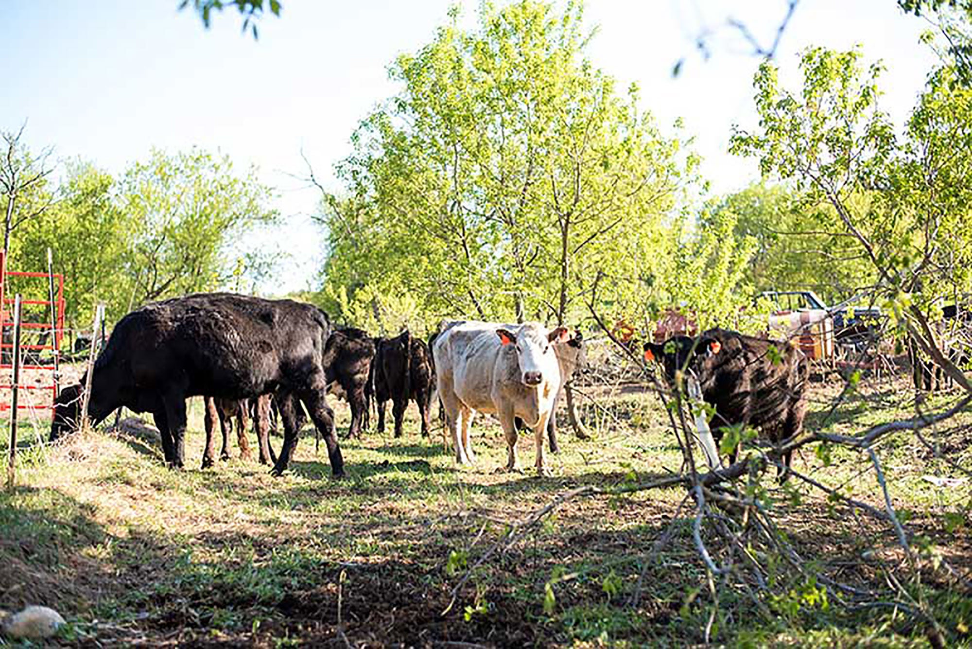 The ABCs of working cattle easily | AGDAILY