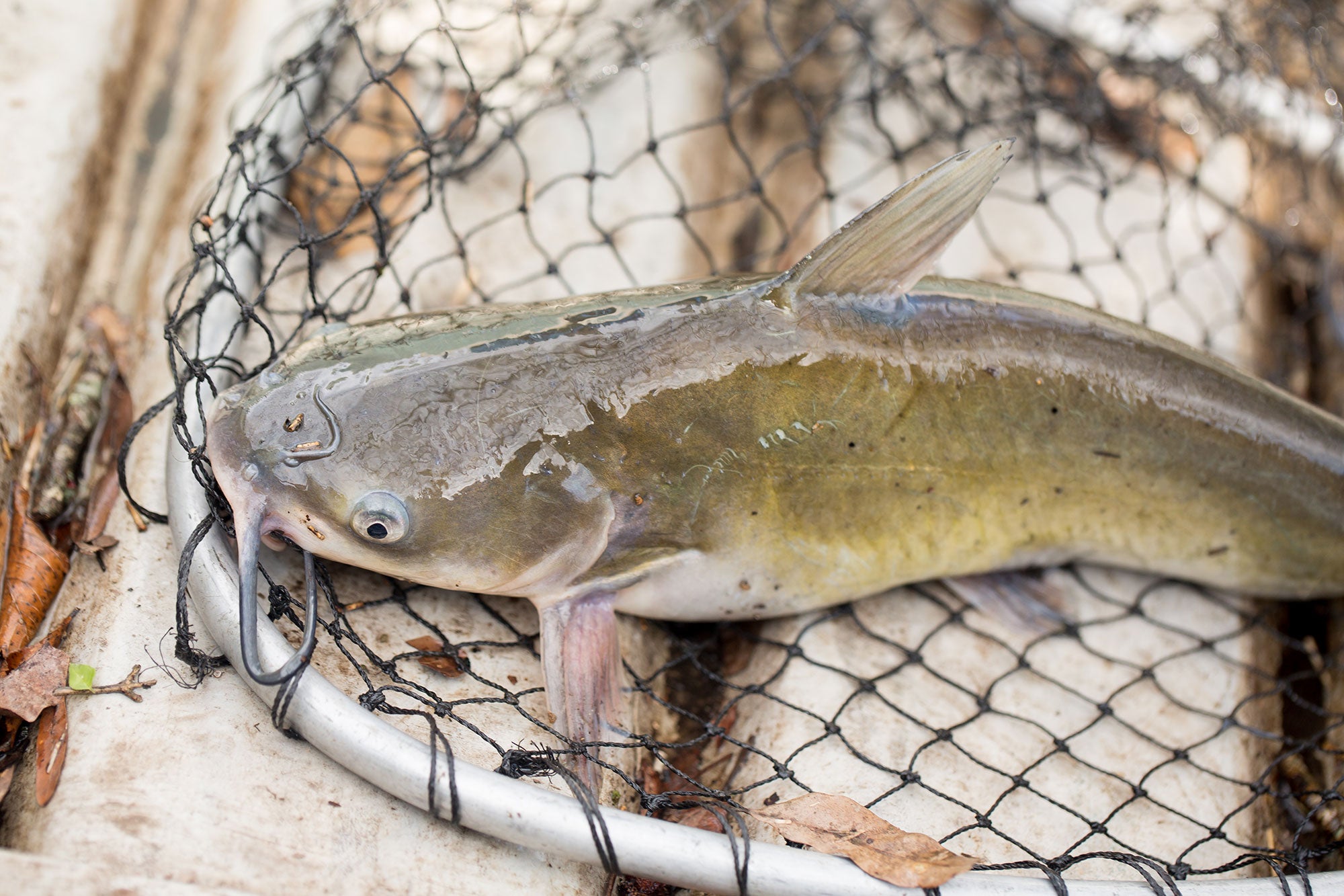 Final antidumping determination on Vietnamese catfish fillets | AGDAILY