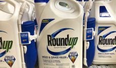 glyphosate