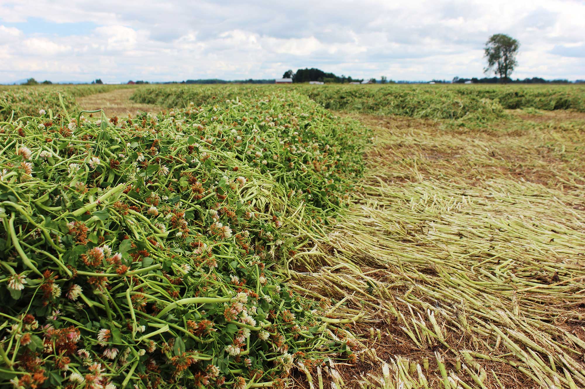 Forage plants Idea