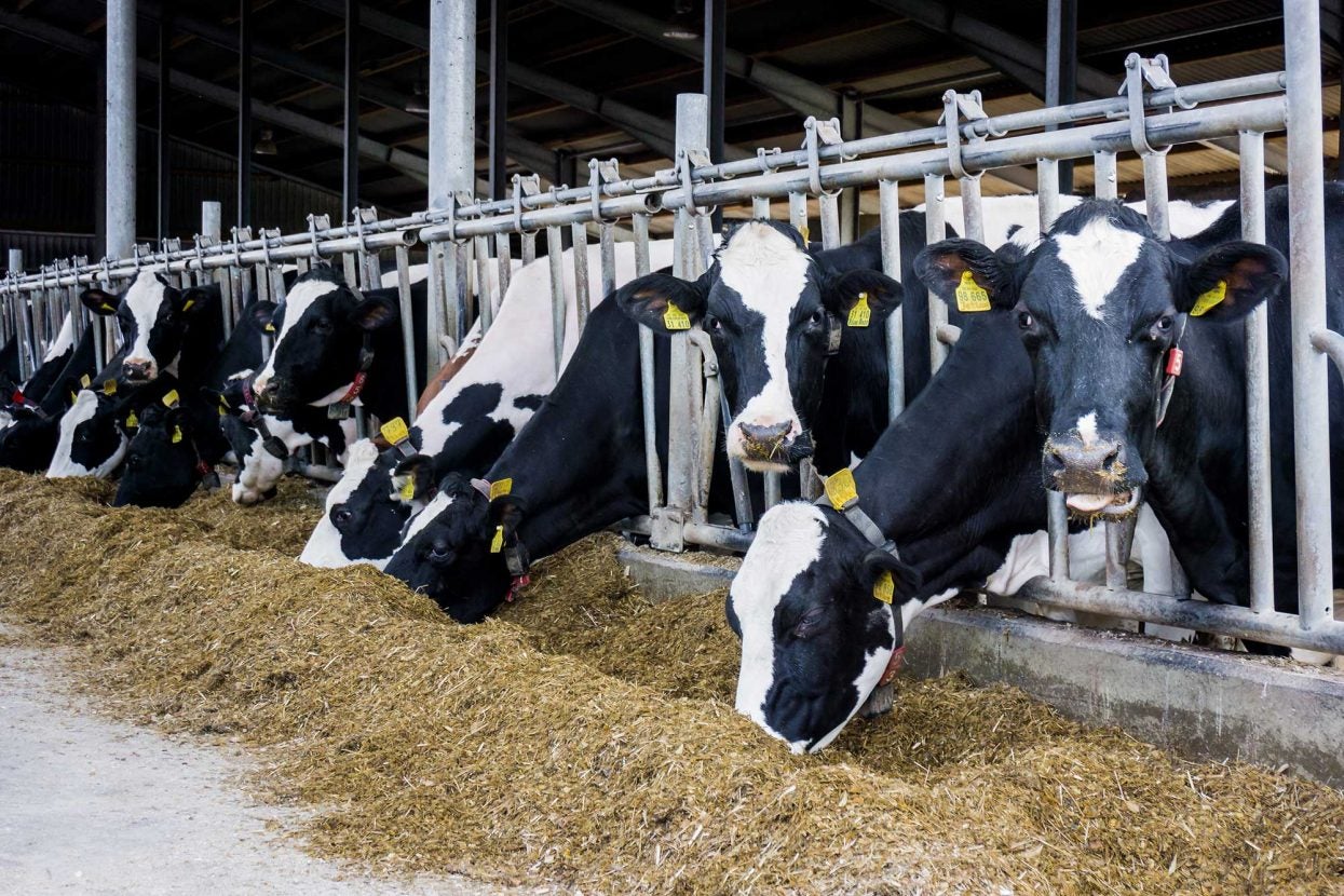 North Carolina dairy marks 7th state hit with HPAI in cattle | AGDAILY