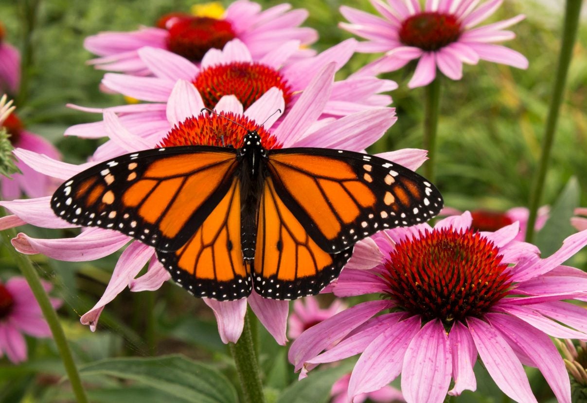 Farmers celebrate National Pollinator Week this week AGDAILY