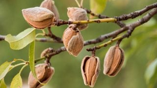 almond farm