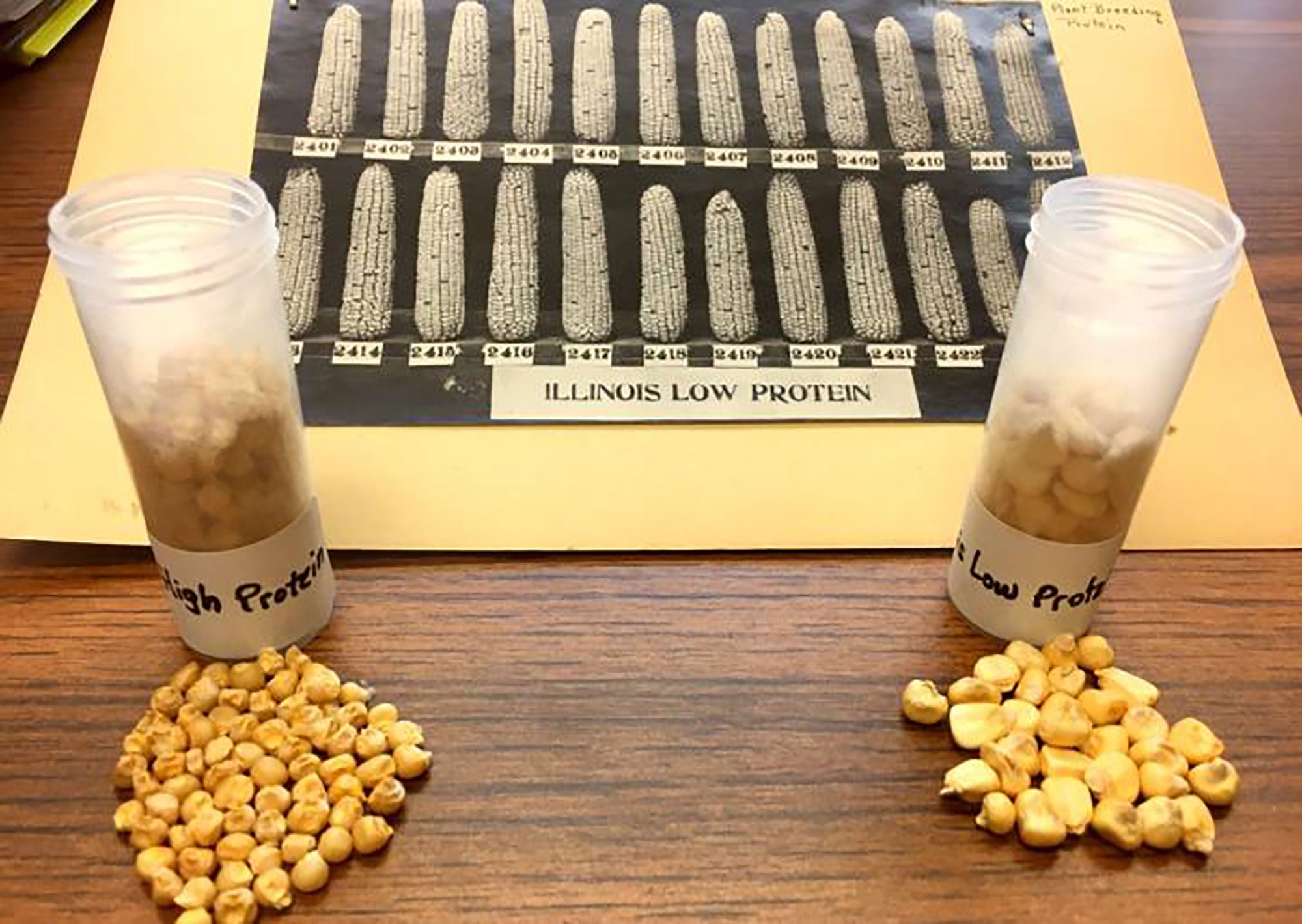 yield-boosting-gene-identified-from-118-year-old-experiment-in-corn