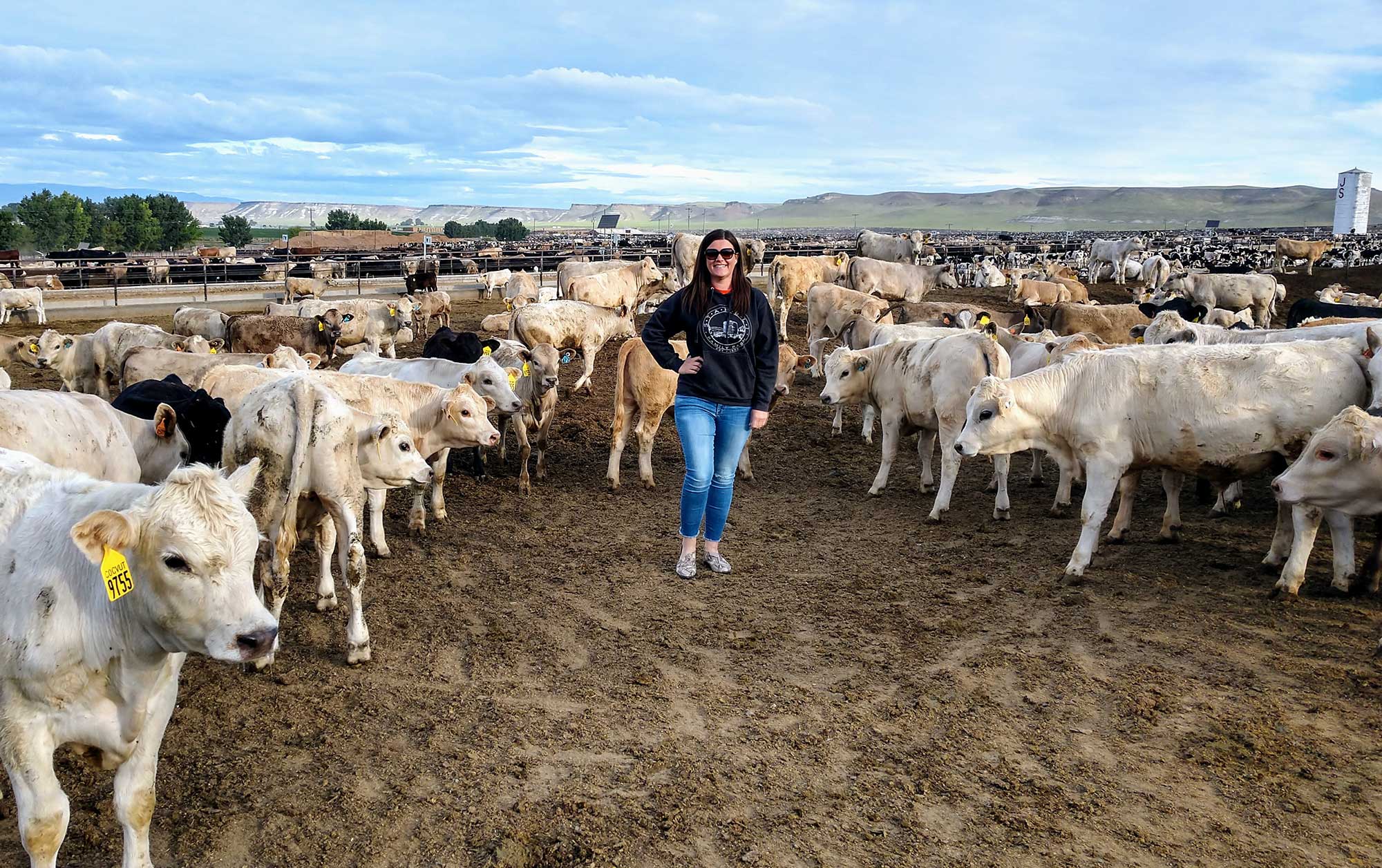 Take A Look Inside One Of The Nation s Largest Cattle Feedlots AGDAILY