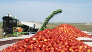 tomato harvest