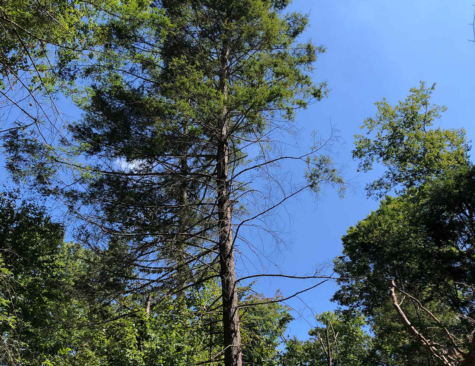 healthy hemlock