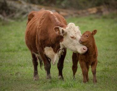 Best calf weaning strategies rely on other links in the chain | AGDAILY