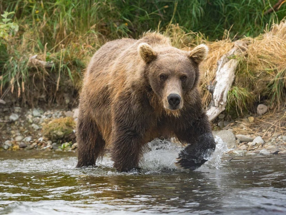 Grizzly bears stay on endangered species list, ag groups disappointed ...