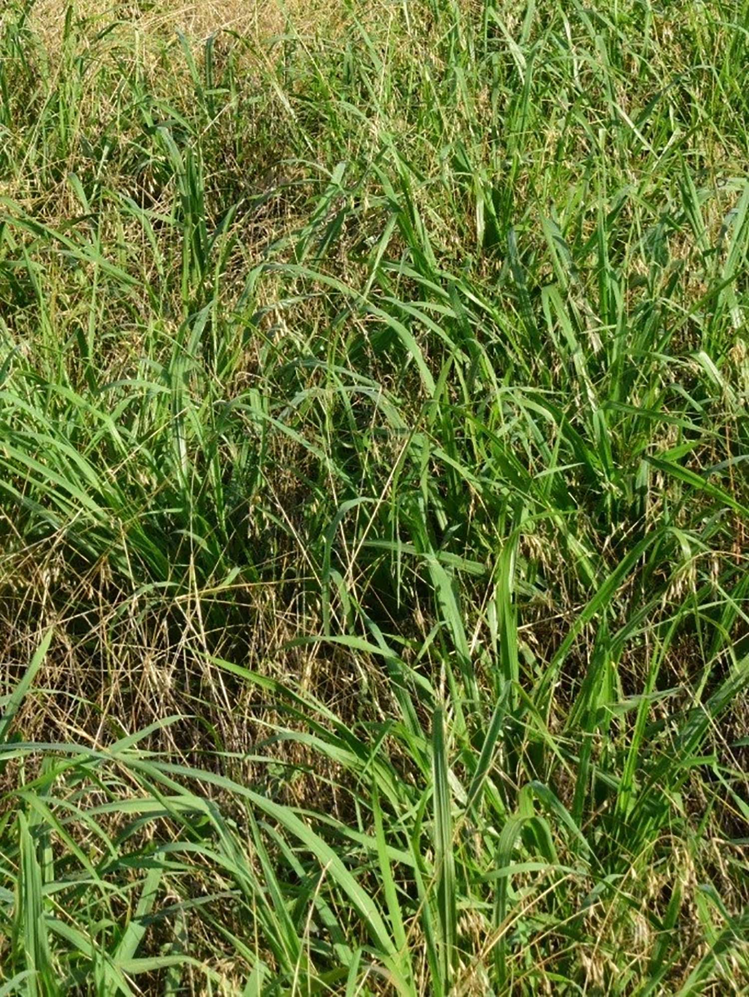 New tool available to boost pasture and rangeland productivity | AGDAILY