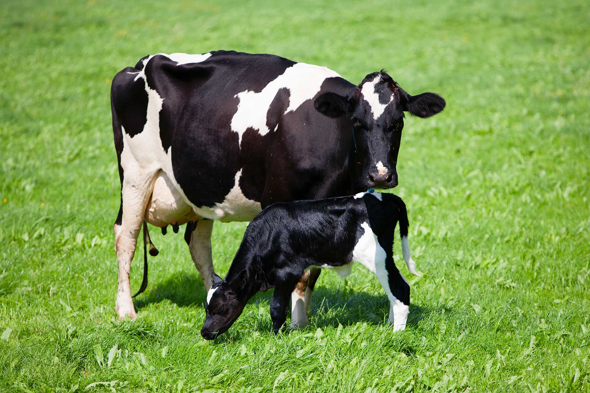 Study: Holstein profit, safety of producing crossbred calves | AGDAILY