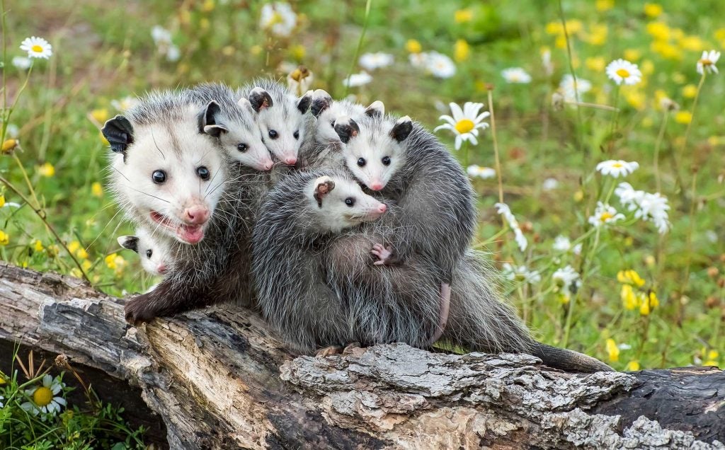 wild republic opossum