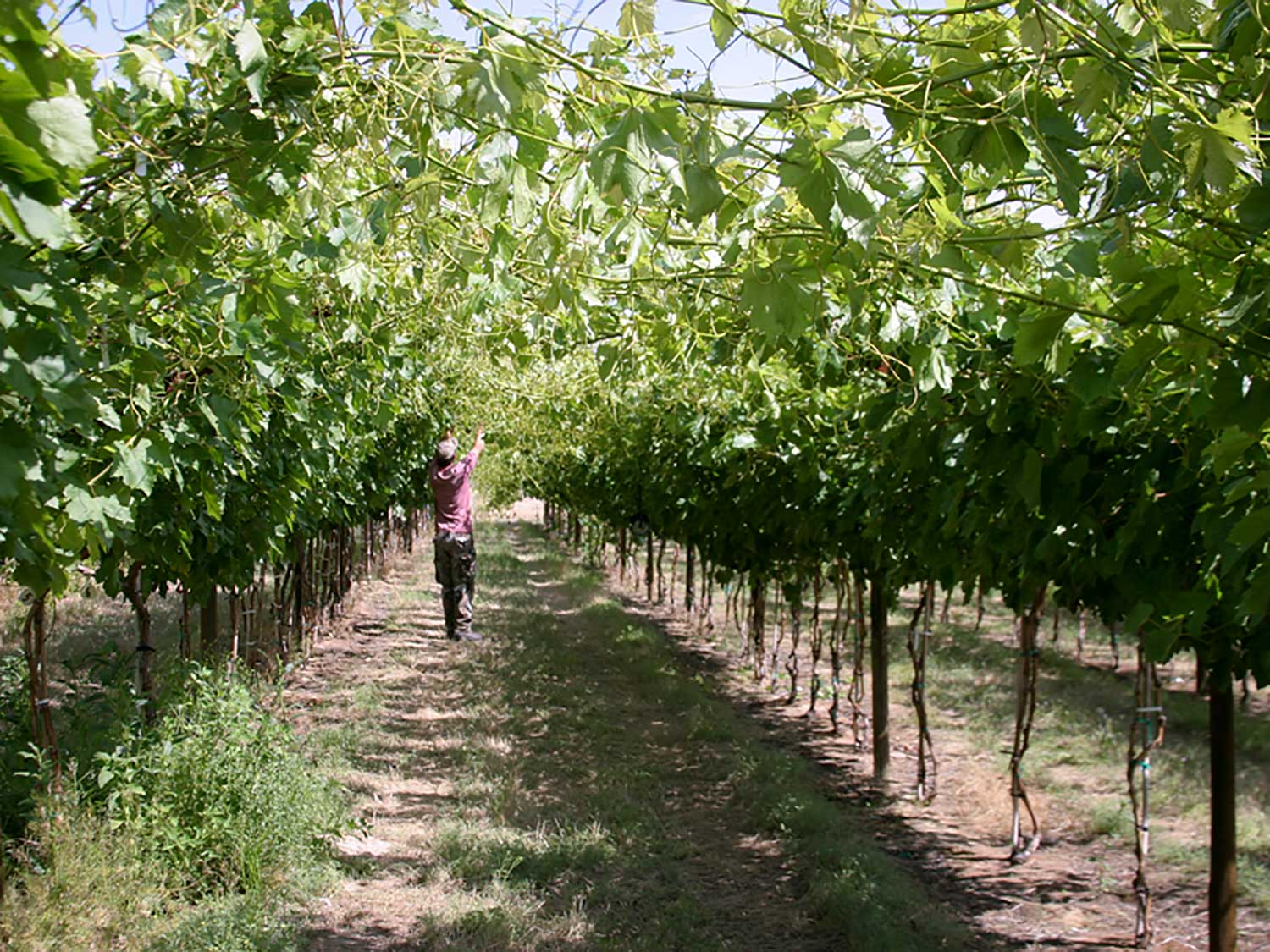 Research shows drones as effective tools for fruit farmers | AGDAILY